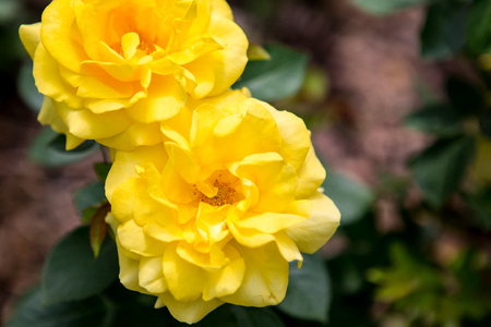 Grain noise filter - the beautiful yellow rose flower on blurred backgroundの写真素材