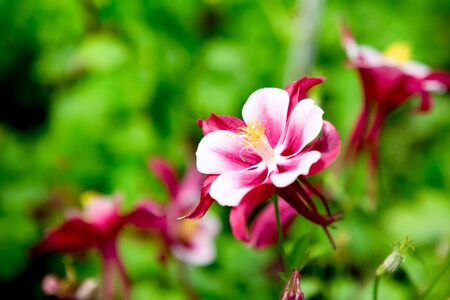 Grain noise filter - the beautiful red-white flower on blurred backgroundの写真素材