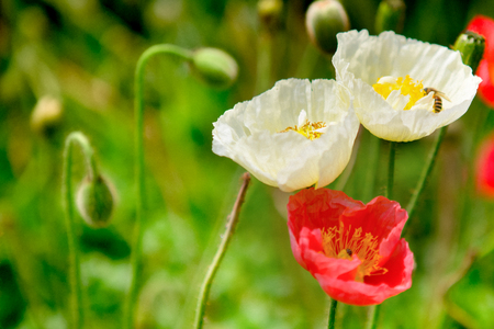 grain noise filter of poppy flower with the bee on the white flowerの写真素材