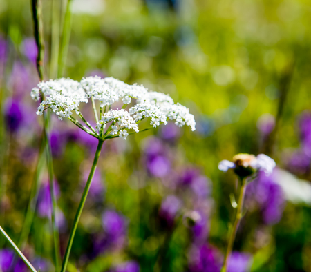 the beautiful white flower on blurred backgroundの写真素材