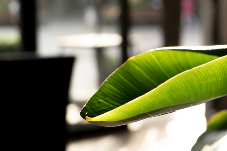 The green banana leaf in the sunlight, leaf patternの写真素材