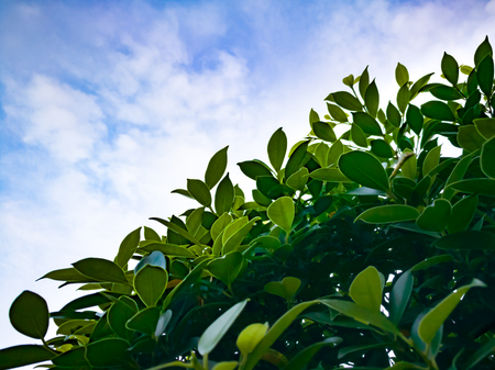 spring green tree leaves against blue skyの写真素材
