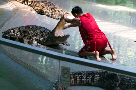 Siracha zoo Chonburi, Thailand Sep, 2017 : crocodile performing a showのeditorial素材