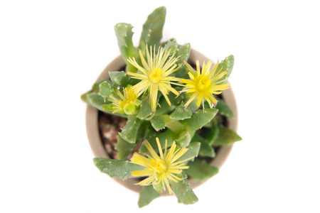 Isolated - closeup cactus on the pot with copy space, environmental dayの写真素材