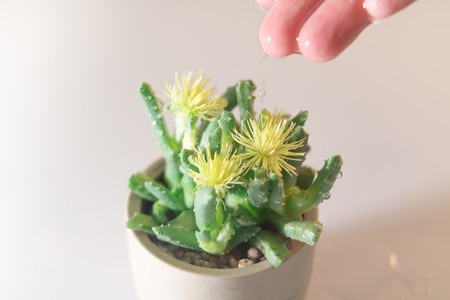women hand drop the water to the little tree/cactus, water for life, world water day concept with copy spaceの写真素材