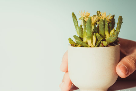 women hand hold the little tree/cactus while drop the water, water for life, world water day concept with copy spaceの写真素材