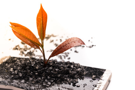little tree growing on the broken smart phone, environment, knowledge, innovation and technology concept with copy spaceの写真素材