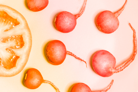 sperm swimming toward the egg concept,Human Sperm to Human Egg,crimson giant red radish and red tomato vegetableの写真素材