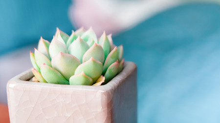 cactus in the pot rear view on the blurred bed sheet backgrounds with copy space - soft focusの写真素材