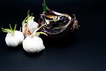 sapling of garlic and onion Shallot growing as New life, Organic Agriculture in Nature Concept - isolatedの写真素材