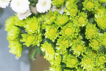 small green flower closeup, background and textureの写真素材