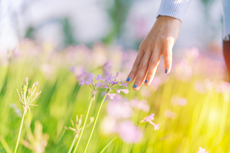 Women and flowers in the field. women hand touching the purple flower with copy spaceの写真素材