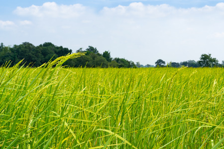 yellow green rice field on blue sky backgroundの写真素材