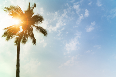 Holiday loading with coconut trees over clear sky on day noon lightの写真素材