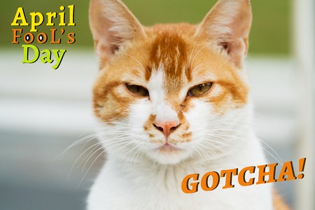 April Fools Day, Gotcha, portrait of white-light brown catの写真素材