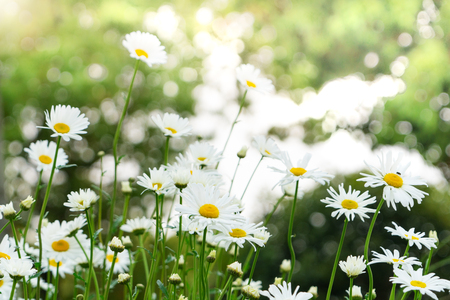 beautiful summer with blossoming daisy flower on the blurred background, springs backgrounds conceptの写真素材