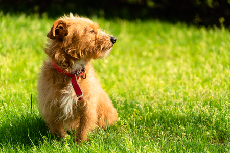 Happy little orange havanese puppy dog sitting in the green grassの写真素材