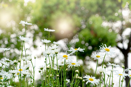 beautiful summer with blossoming daisy flower on the blurred background, springs backgrounds conceptの写真素材