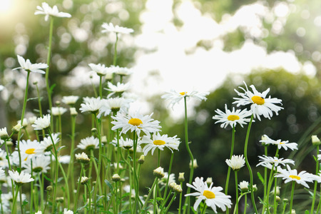 beautiful summer with blossoming daisy flower on the blurred background, springs backgrounds conceptの写真素材