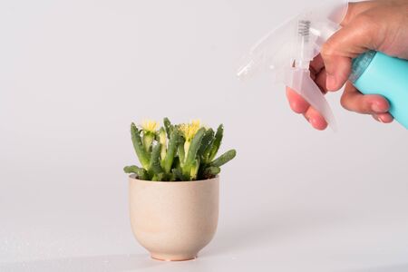 women hand drop the water to the little tree/cactus, water for life, world water day concept with copy spaceの写真素材