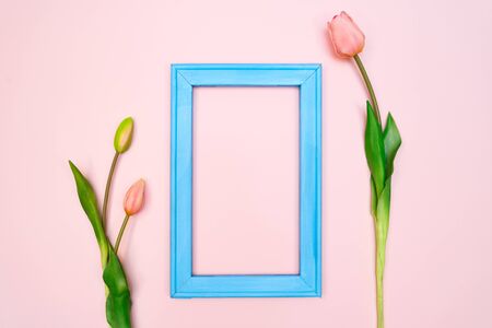 Flowers composition. tulip flowers with blue photo frame on pink background. Flat lay, top view, copy spaceの写真素材