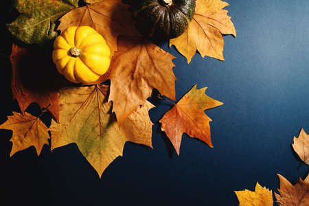 Happy Thanksgiving Day with maple leaves and pumpkin on blue backgroundの写真素材