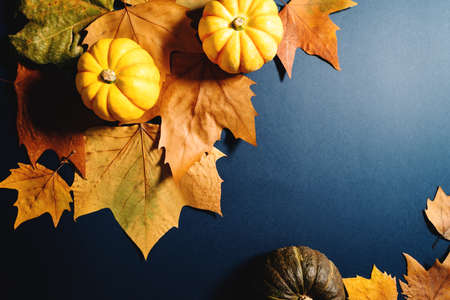 Happy Thanksgiving Day with maple leaves and pumpkin on blue backgroundの写真素材
