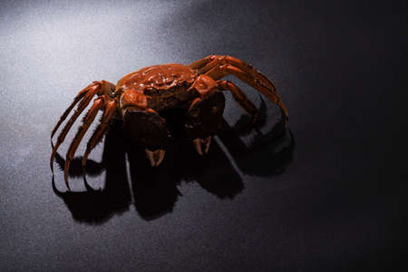 boiled Shanghai hairy crab or Chinese mitten crab (Eriocheir sinensis) with Chili and herb on black backgroundの写真素材