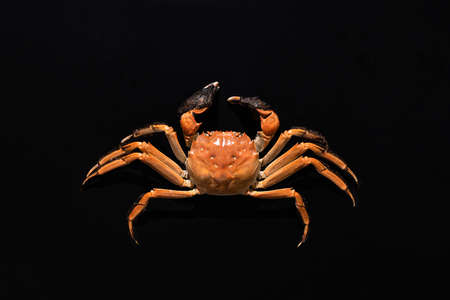 boiled Shanghai hairy crab or Chinese mitten crab (Eriocheir sinensis) with Chili and herb on black backgroundの写真素材