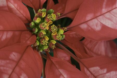 Poinsettia Close-upの写真素材