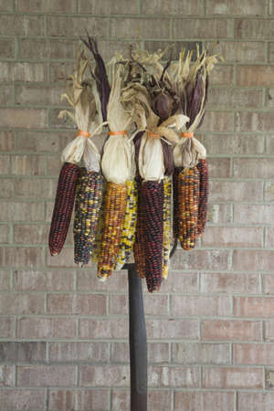 Indian Corn on a Pitchfork with Orange Ribbons Wrapped Around Husks の写真素材