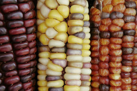 Close Up of Multi Colored Indian Cornの写真素材