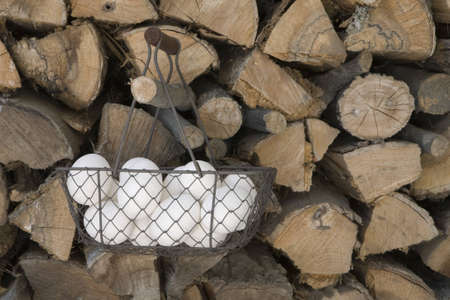 Eggs in a Wire Basket Hanging from a Branchの写真素材