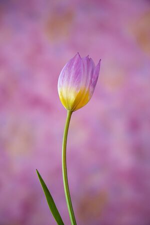 Pink and Bright Yellow Tulip with Pastel Backgroundの写真素材