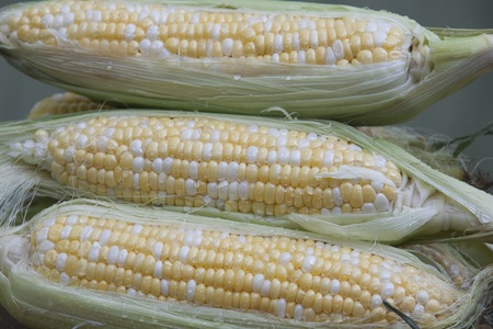 Partially shucked corn on the cob laying in a pile after the rain  Close-upの写真素材
