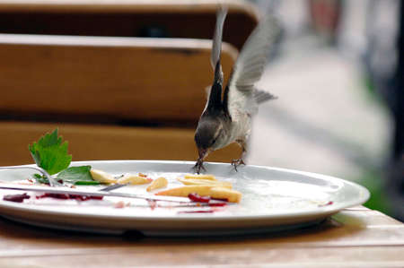 common sparrow eating fries from a plateの写真素材