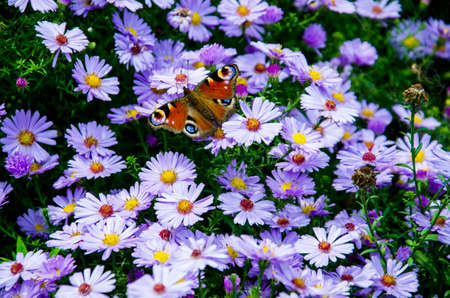 butterfly perched on flowersの写真素材