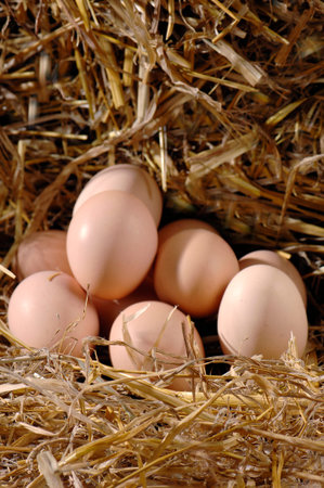 chicken eggs laid on the hay in the barn