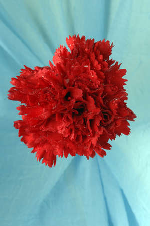 single flower of a carnation on a backgroundの写真素材