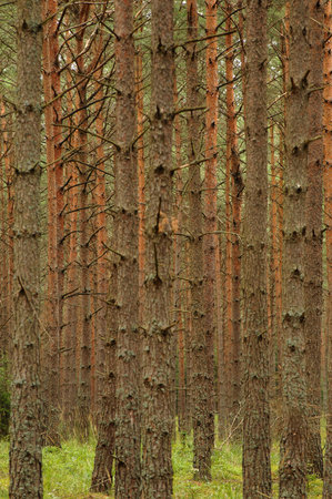 spruce forest