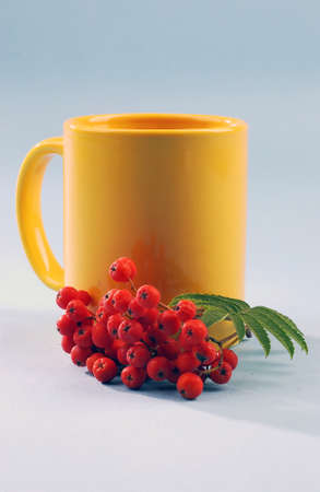 various types of herbal teasの写真素材