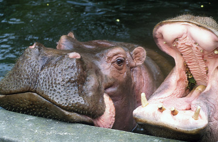 Nile hippopotamus, a herbivorous mammal,