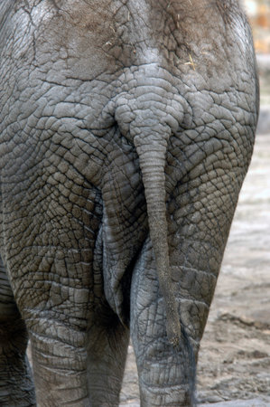 indian elephant butt,の写真素材