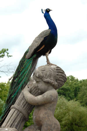Indian peacock in Lazienkowski Parkの写真素材