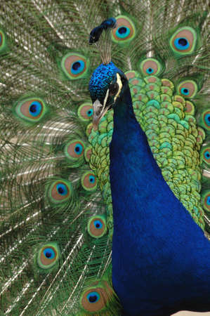 Indian peacock in Lazienkowski Parkの写真素材