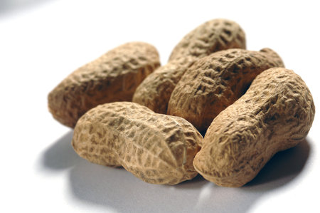 various nuts on a white background