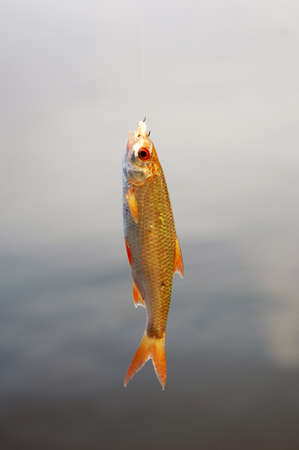 Fish (Alburnus alburnus) common bleak, caught on a fishing rodの写真素材