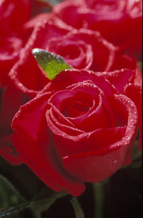 a bunch of red splashes water sprayの写真素材