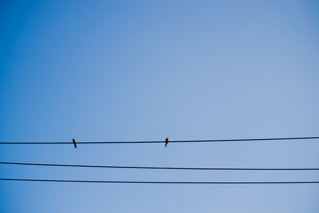 birds sitting on powerline with blue sky backgroundの写真素材