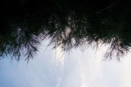 silhouette pine tree leaves on evening blue skyの写真素材